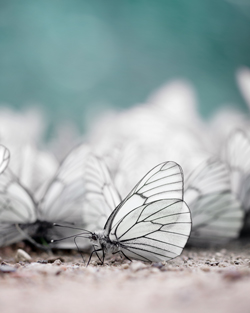 a close-up of two white butterflies resting on a sandy surface with blurred background showcasing nature's beauty and tranquility