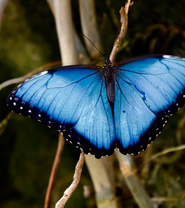 vibrant blue butterfly perched on branches showcasing nature's beauty and two distinct shades of blue