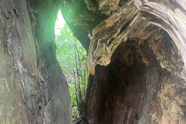 view through tree trunk with textured bark and green foliage showing sunlight filtering in showcasing nature's beauty and intricate features of trees